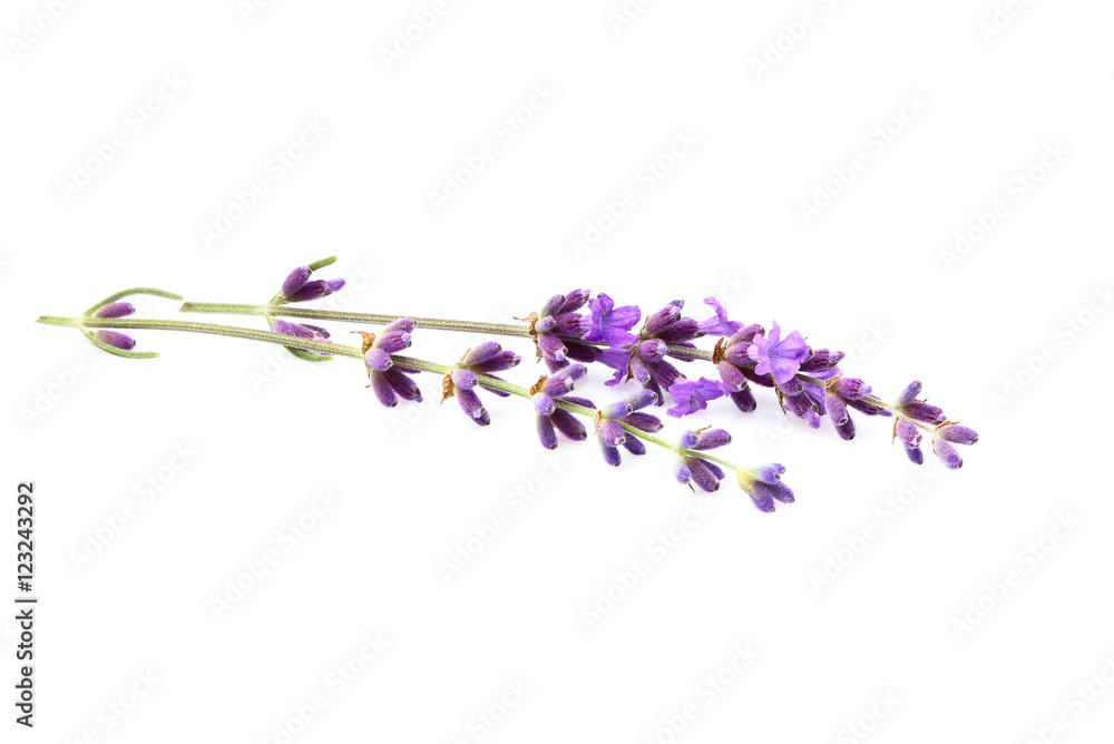 Fototapeta premium Lavender flowers isolated.