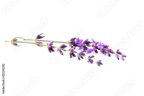 Fototapeta Naklejka Na Ścianę i Meble -  Lavender flowers isolated.