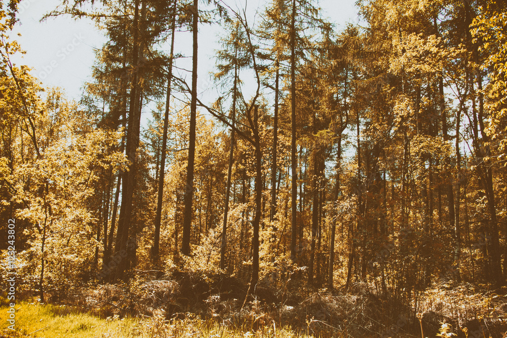 Fototapeta premium Looking through the trees in an English wood