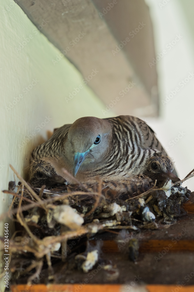 Mother dove with two little children