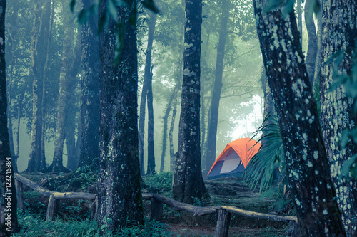 A tent in the misty forest, cold tone