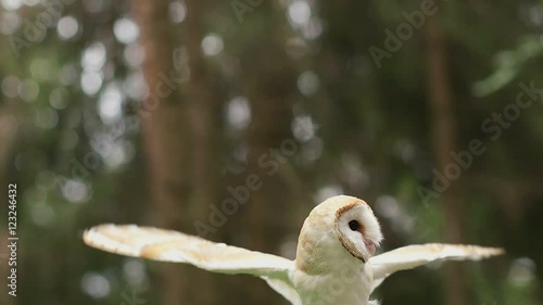 Barn owl flaps its wings in the hand of man. Close up