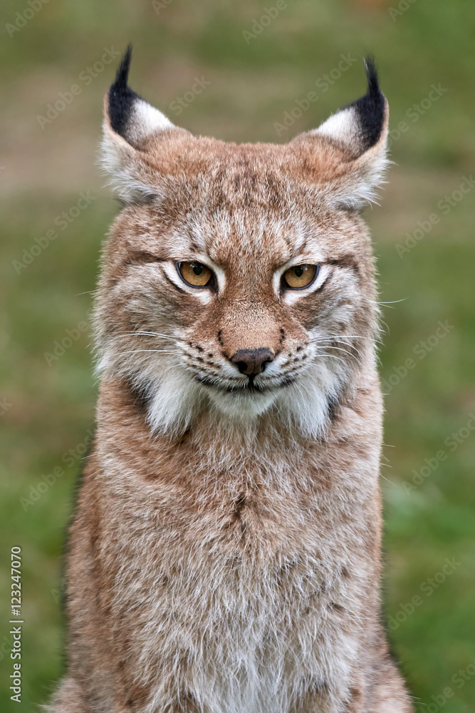 Fototapeta premium Eurasian lynx (Lynx lynx)