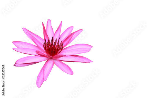 Pink lotus flower blooming beautiful on white background