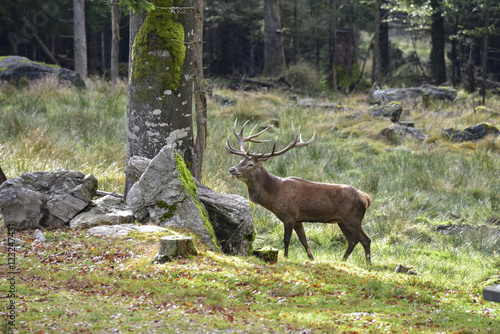 WILD LIFE - HIRSCHBRUNFT