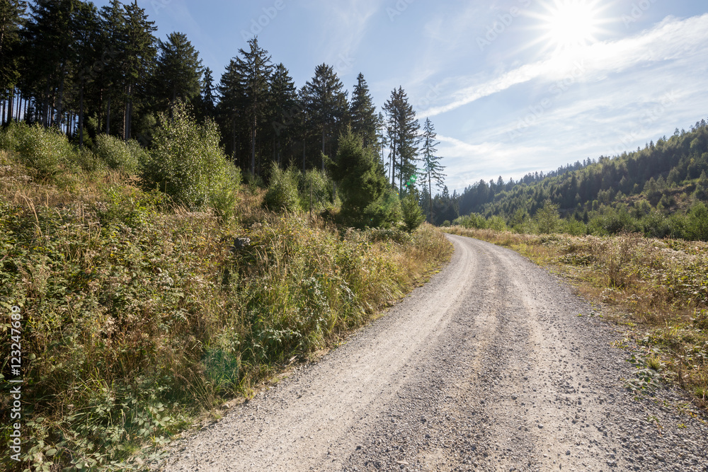 Wanderweg führt über eine Lichtung durch den Wald Wanderweg führt über eine Lichtung durch den Wald