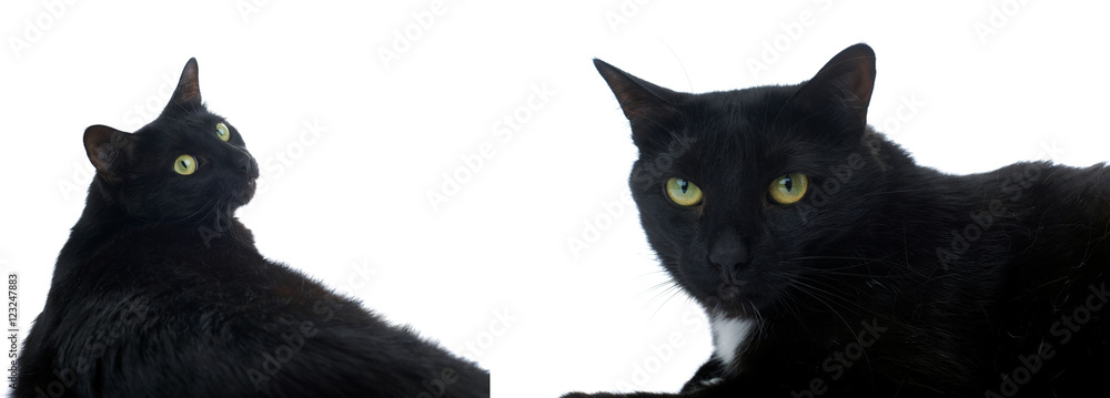 Fototapeta premium Lying black cat isolated over the white background