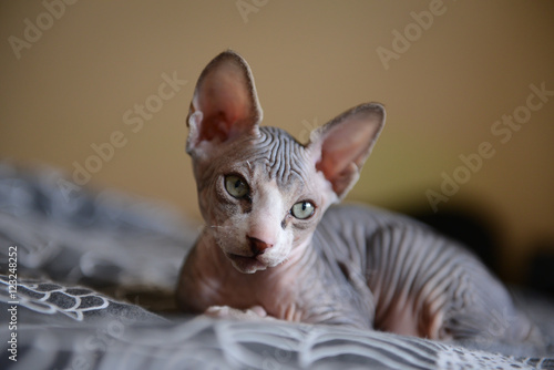 Konstfotografi Sphinx cat lying with his brothers