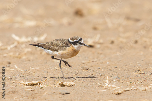 Little ringed plover (Charadrius dubius), Kruger Park, South Africa © lnichetti