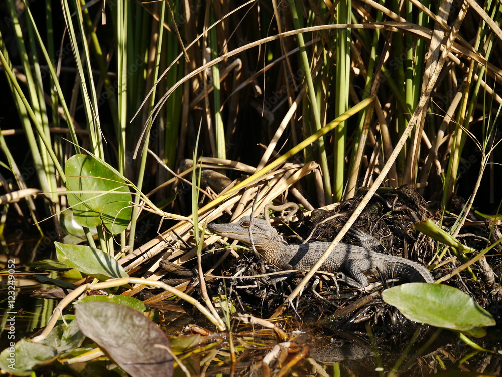 Alligator Everglades Alligator Everglades