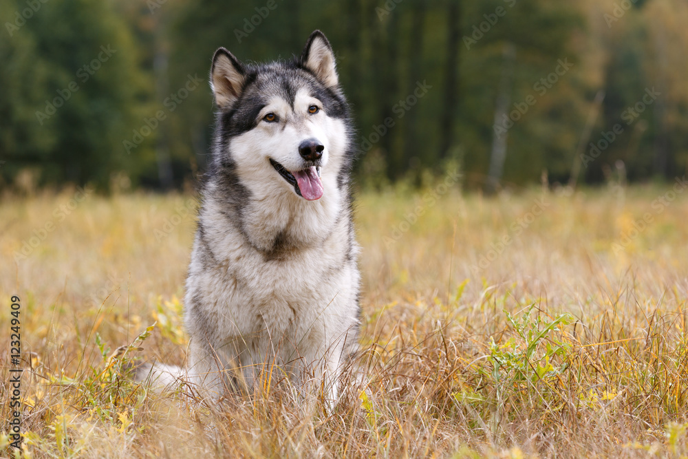 Dog breed Alaskan Malamute sitting on autumn meadow