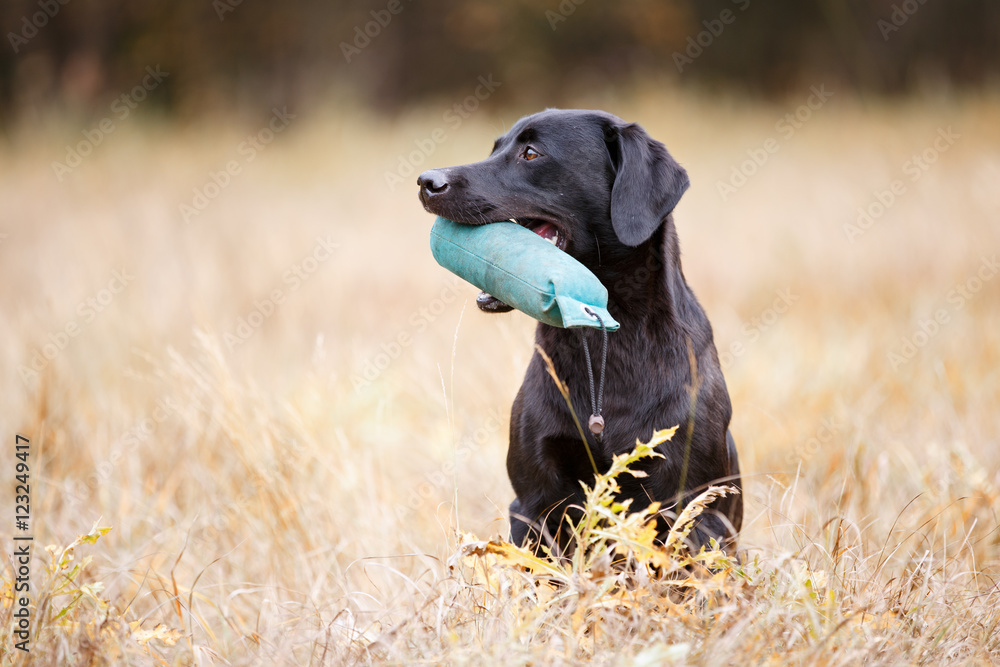 Black labrador retriever sitting on the autumn meadow Black labrador retriever sitting on the autumn meadow