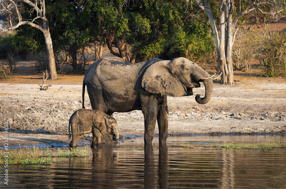 Fototapeta premium One elephant and its cub drinking water in the Chobe River, Chobe National Park, in Botswana, Africa