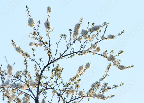 flowers on the tree against the blue sky