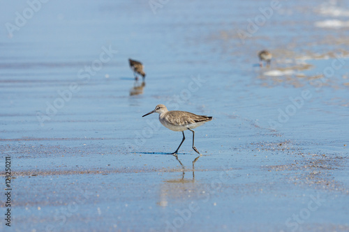 Willet on the Beach