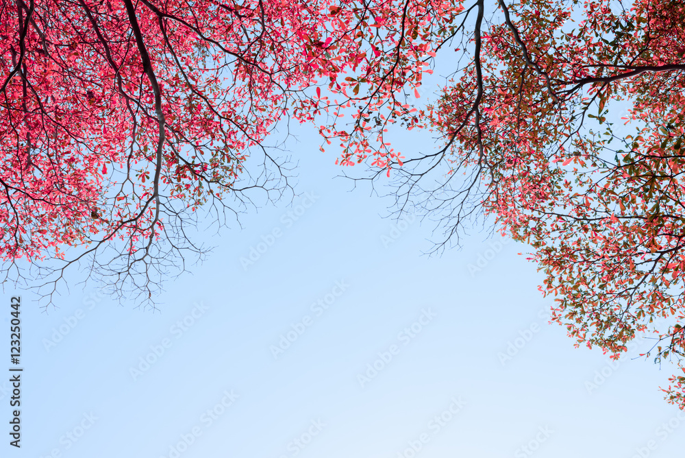Beautiful red leaves trees on sky background