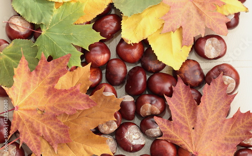 Yellow leaves and the chestnut