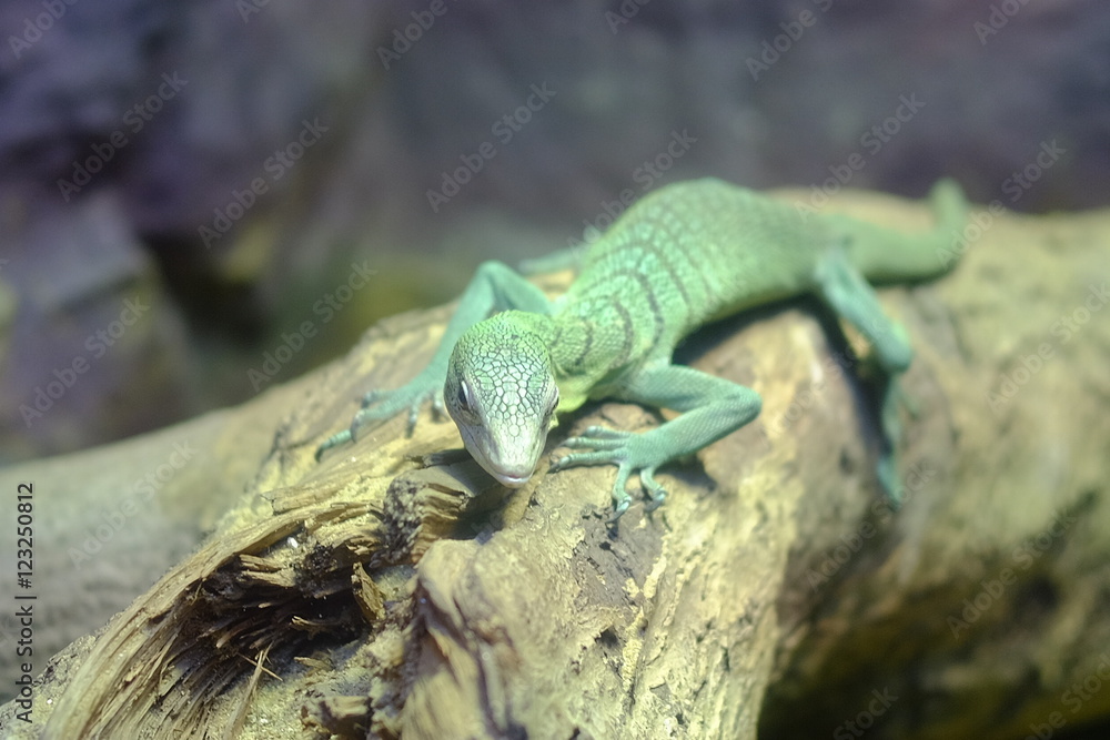 Naklejka premium green lizard