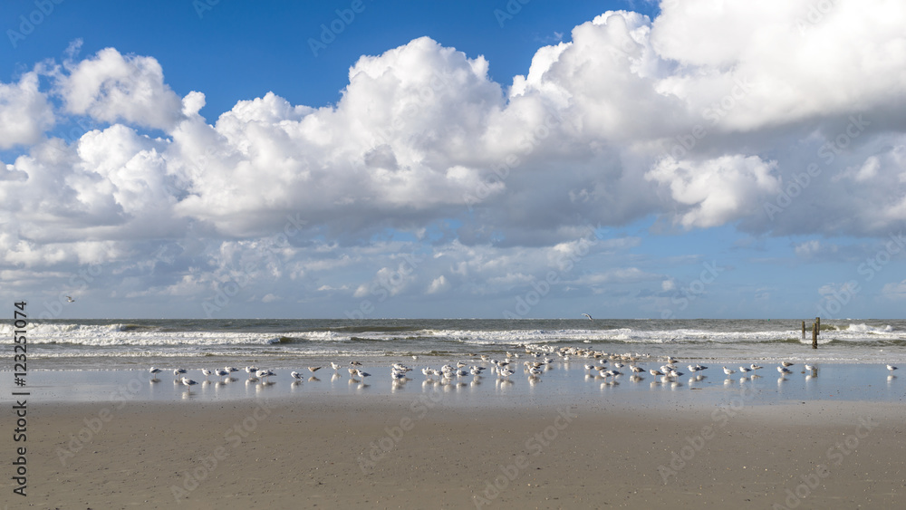 Möwen am Strand