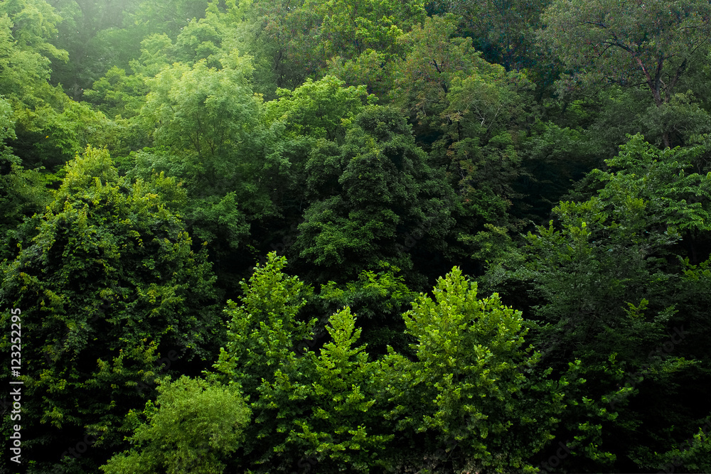 Trees in the morning Trees in the morning