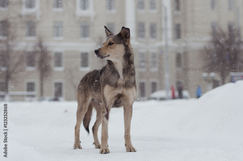 Homeless dog, mongrel in winter city street - snowing, urban landscape in the background