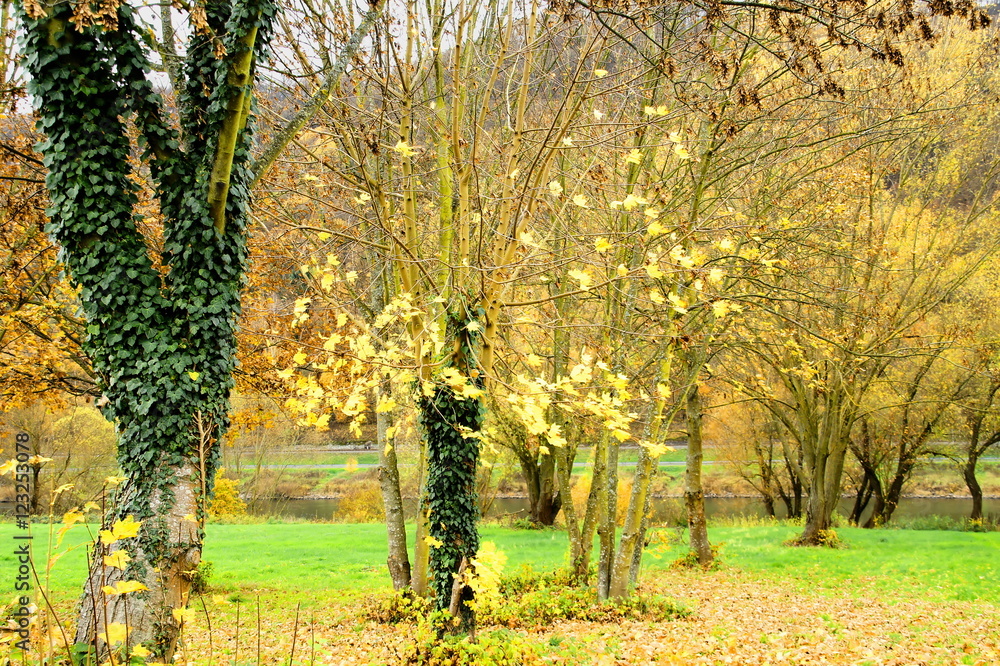 Gruppe Bäume und viel Herbstlaub bei Enkirch an der Mosel
Gruppe Bäume und viel Herbstlaub bei Enkirch an der Mosel