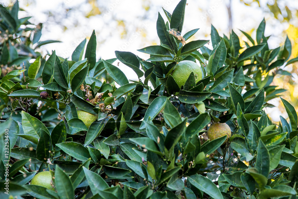 Obraz premium Growing lime tree. Limes