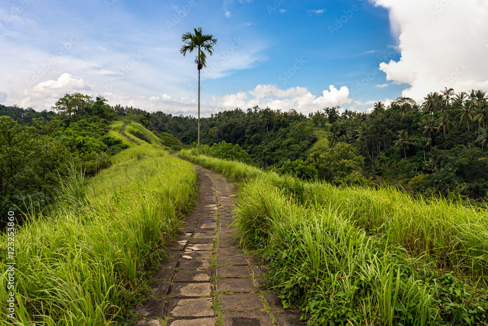 Fototapeta premium Campuhan Ridge Walk. Ubud. Bali. Indonesia.
