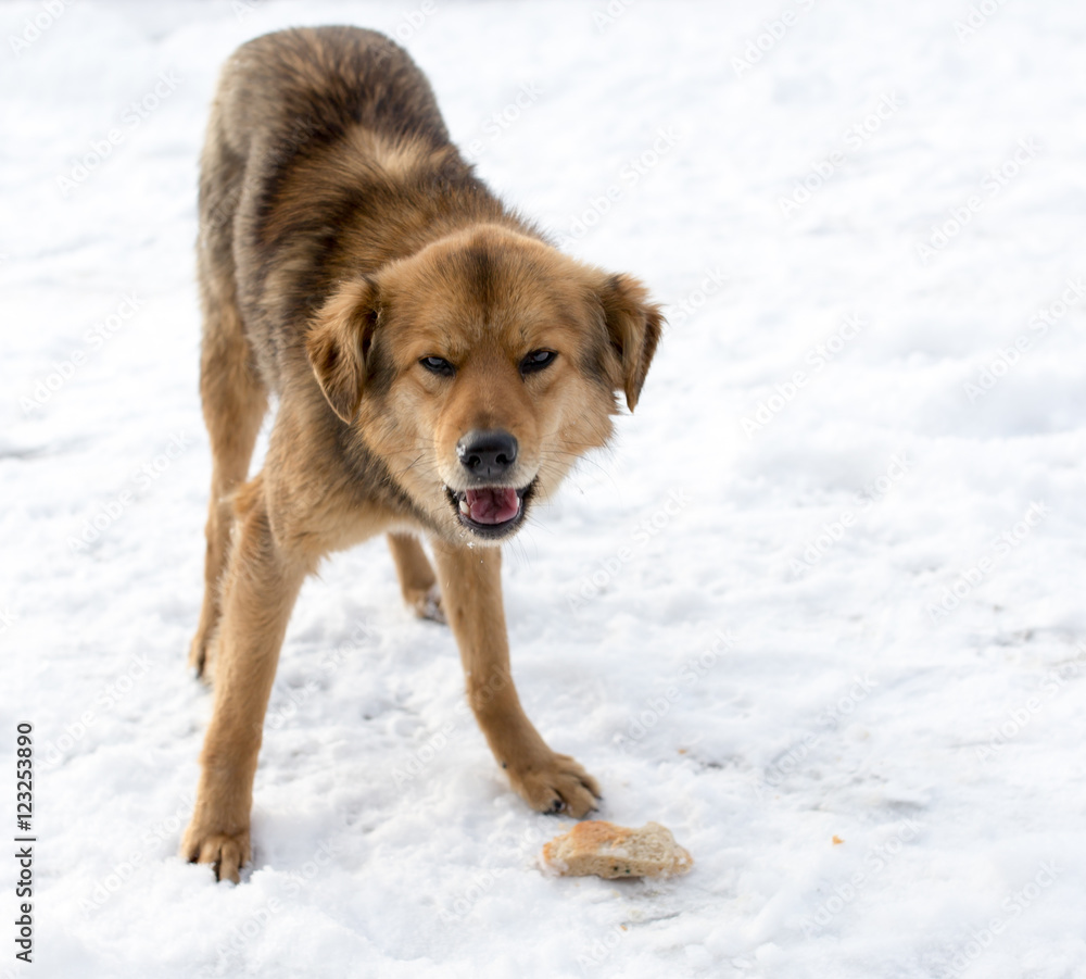 dog portrait outdoors in winter dog portrait outdoors in winter