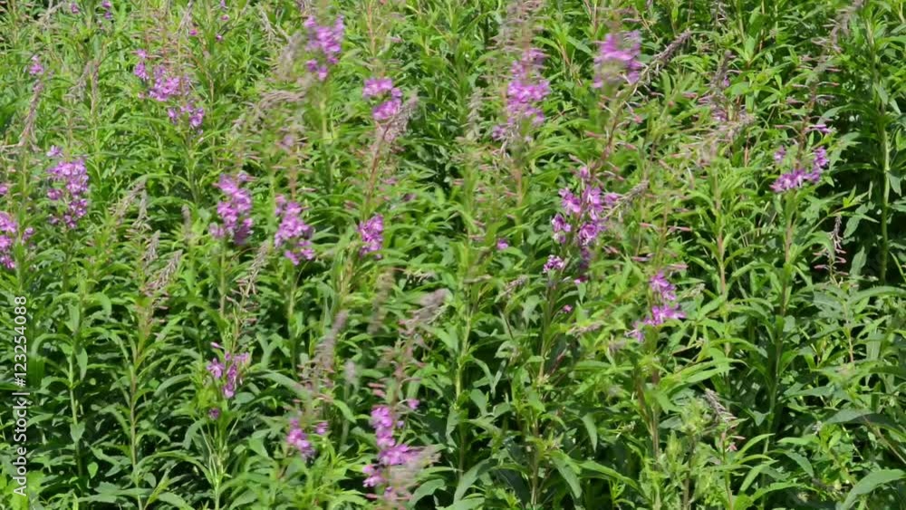 Fireweed (Chamerion angustifolium) in the wind Fireweed (Chamerion angustifolium) in the wind