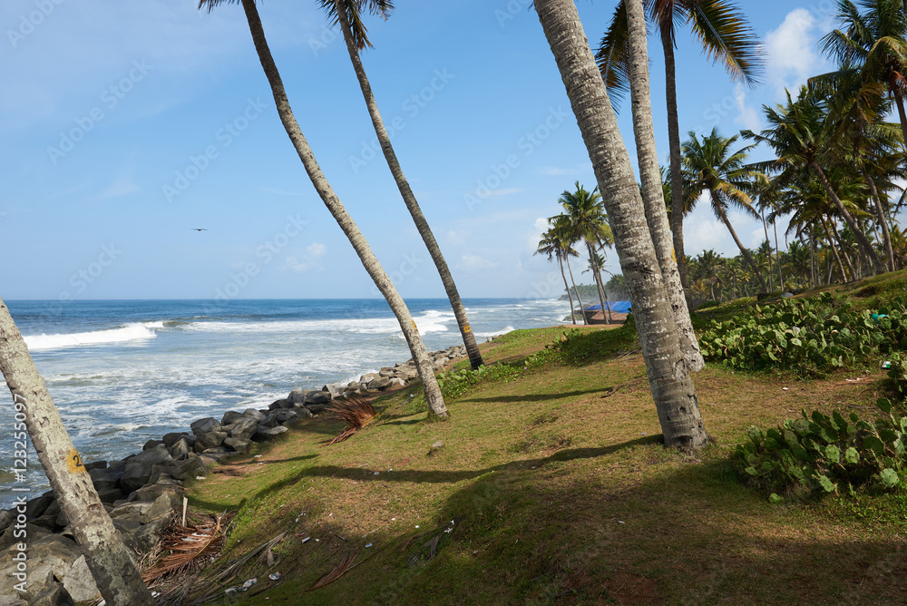 Coconut palms on a rock strewn beach pounded by rough waves Coconut palms on a rock strewn beach pounded by rough waves