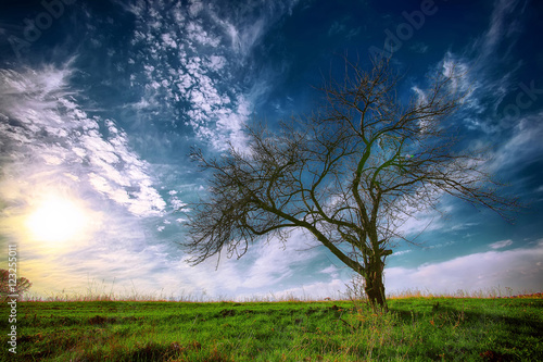 Lonely tree in a field under a summer sky.