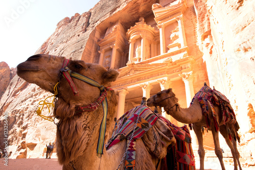 Camel in front of The Treasury (Al Khazneh) in Petra Ancient City, Jordan