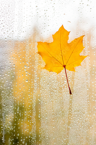 Autumn maple leaf on glass with water drops.