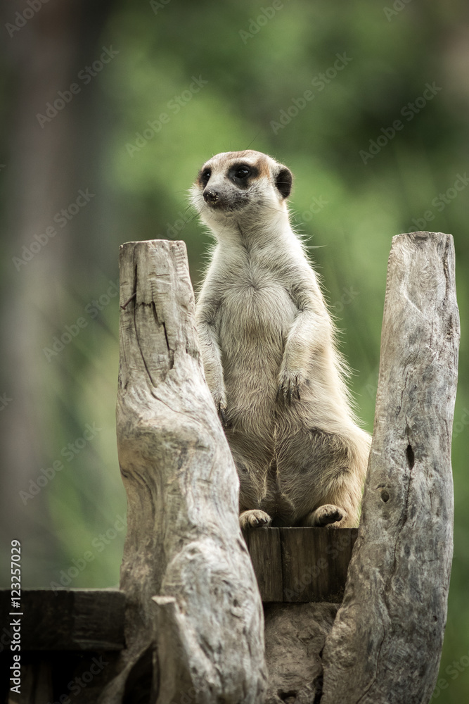 Fototapeta premium The meerkat