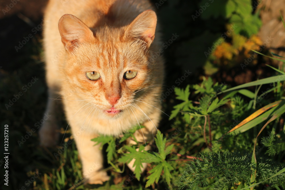 Sweet orange cat