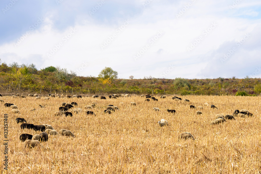 Herd of black and white sheeps on a corn field after harvest in autumn in Moldova