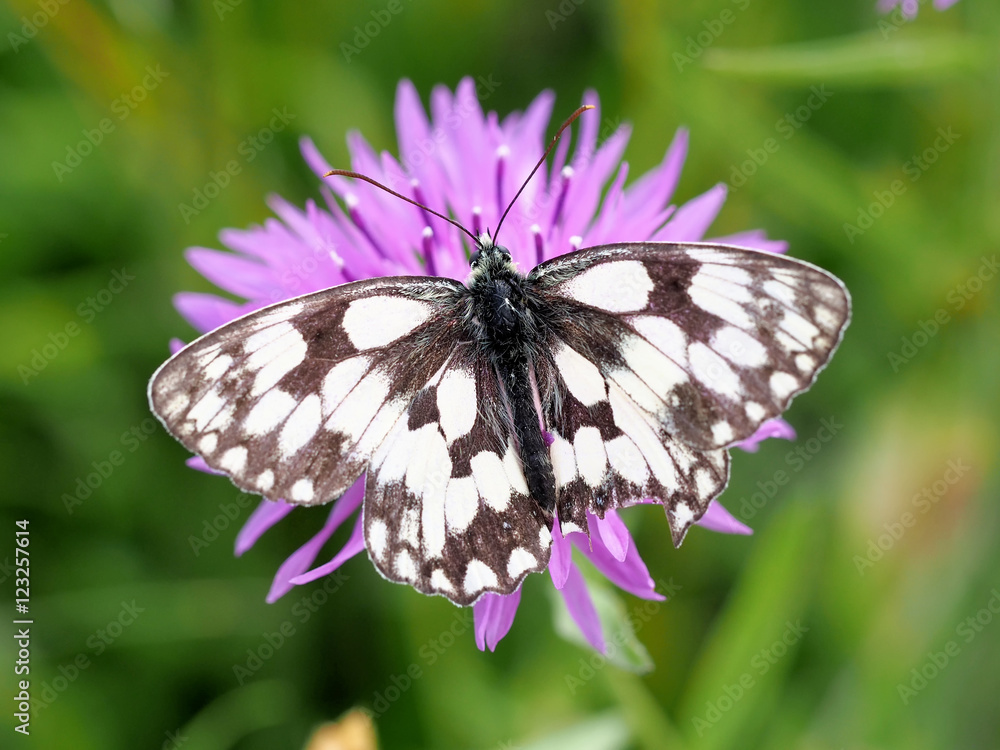 Naklejka premium Marbled White Perched on a Purple Flower