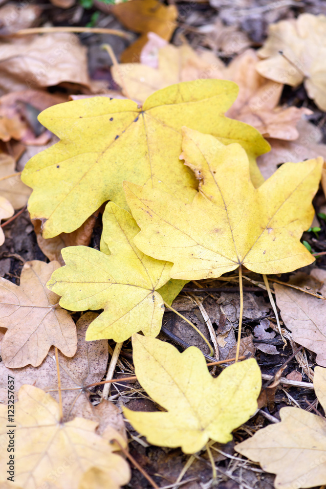 Oak yellow leaves on the ground in autumn in a forest in Moldova, shallow focus close up