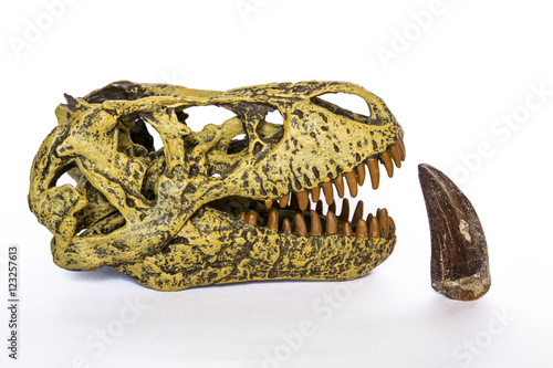 Cranio di Tirannosaurus rex e dente fossile