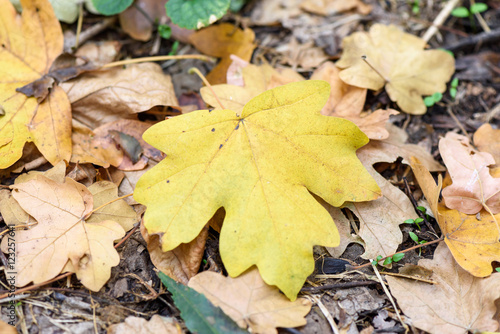 Oak yellow leaf on the ground in autumn in a forest in Moldova, shallow focus close up