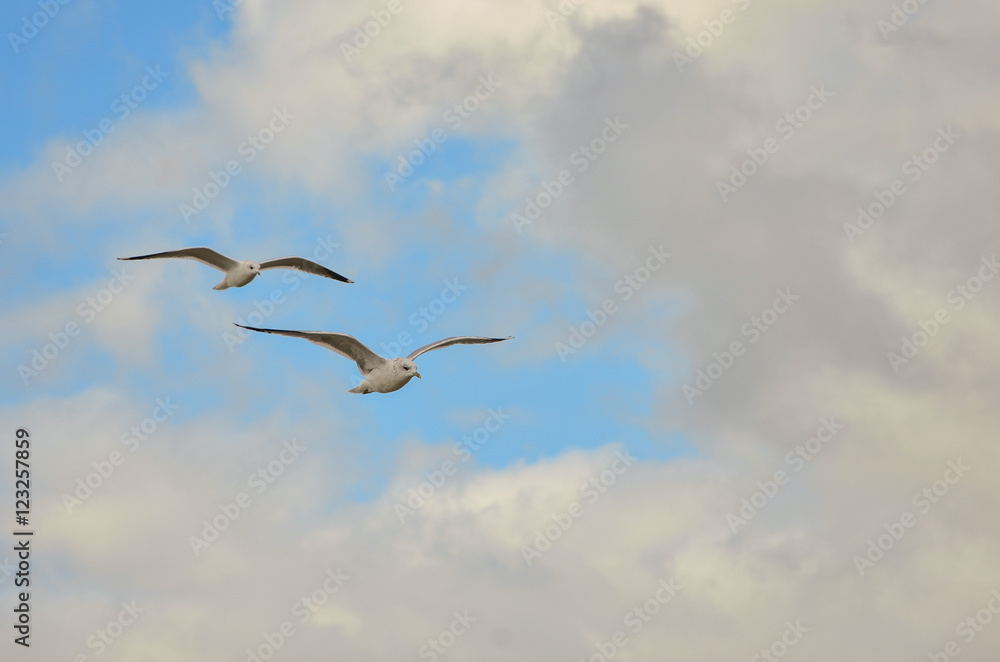 tow gulls