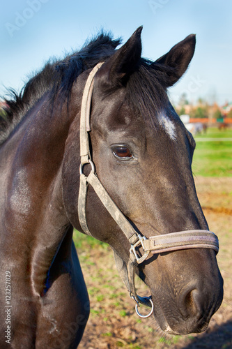 Portrait of the horse in the field © fotoru