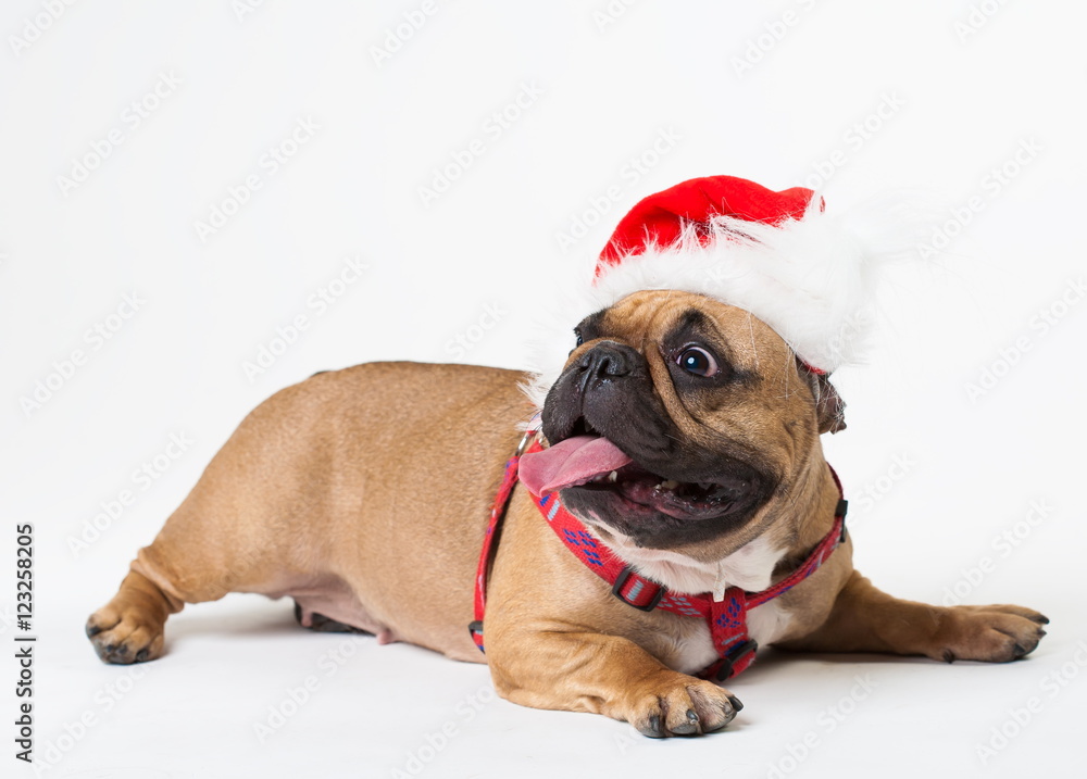 Animals. One beige dog French Bulldog white isolated, Christmas Animals. One beige dog French Bulldog white isolated, Christmas