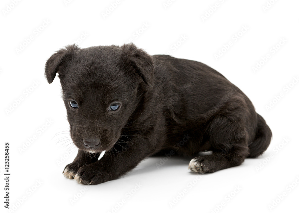 Obraz premium Little black puppy