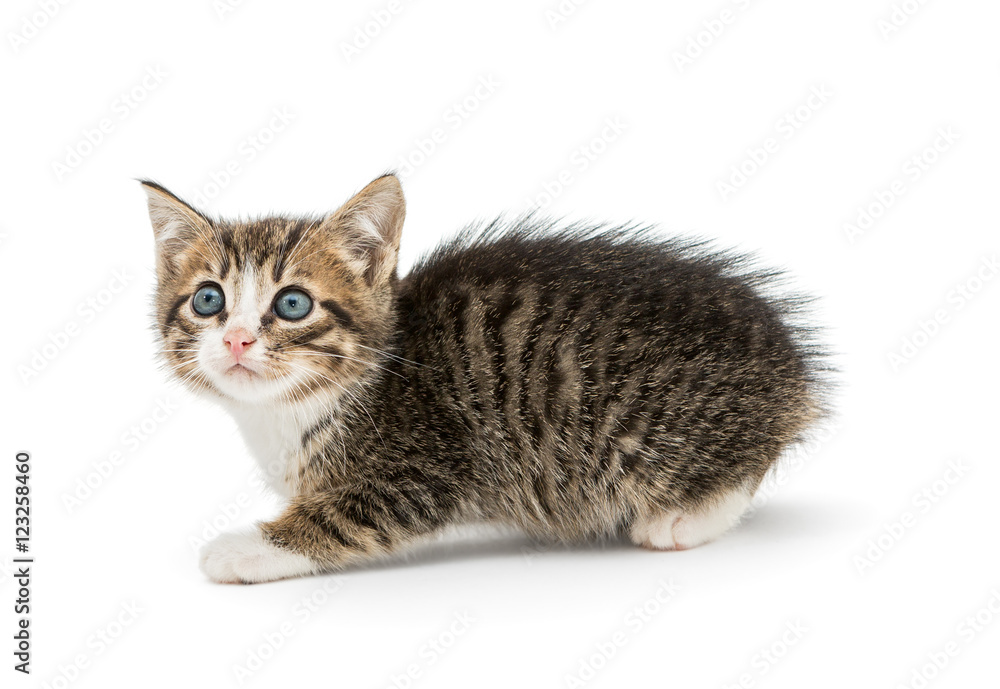 Obraz premium Little kitten with blue eyes