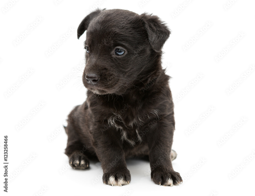 Serious black puppy