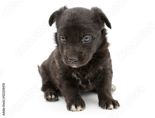 Fototapeta Naklejka Na Ścianę i Meble -  Serious black puppy