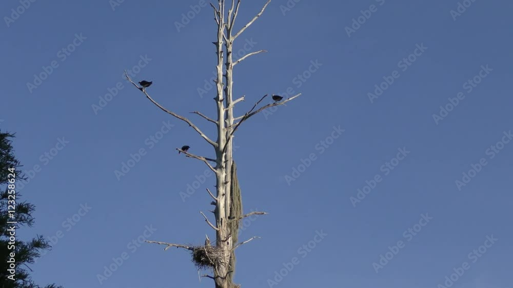 Old tree with birds in Florida wetlands Old tree with birds in Florida wetlands