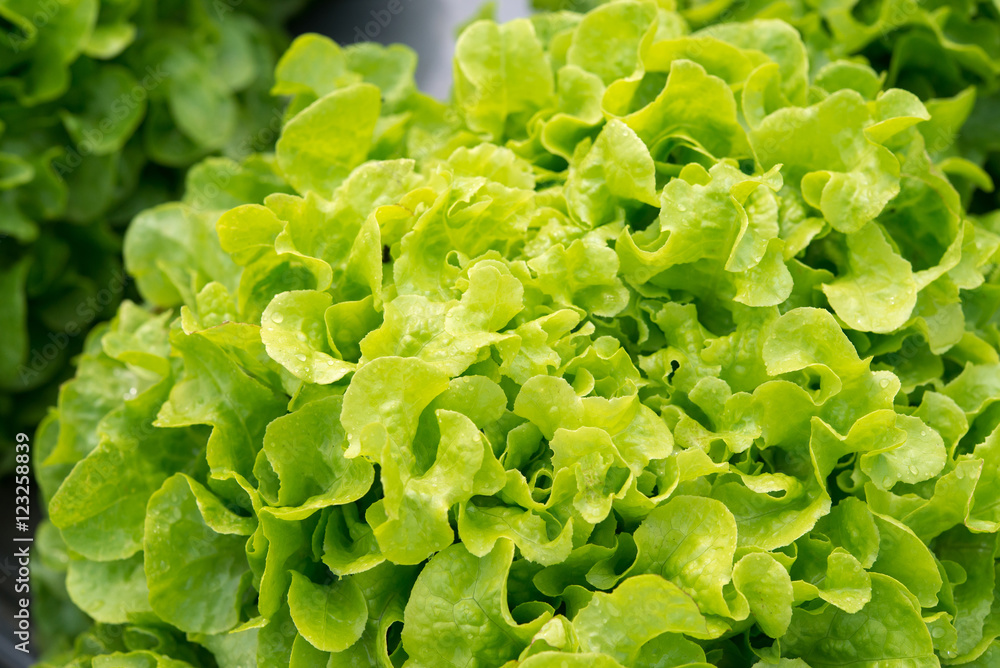 Green Oak salad plant, hydroponic vegetable leaves Green Oak salad plant, hydroponic vegetable leaves